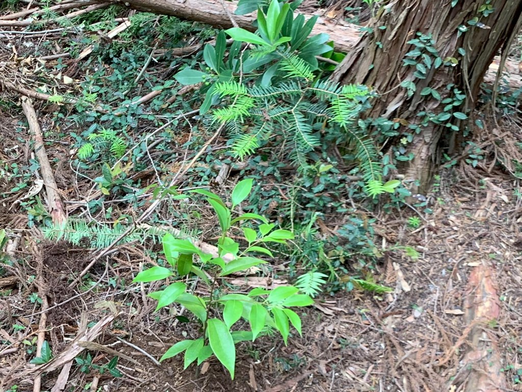 筑波山水源の森づくり